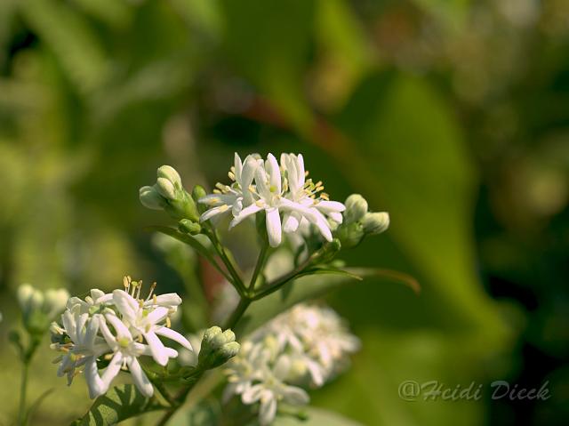 Heptacodium miconoidesBluete.jpg - ASCII